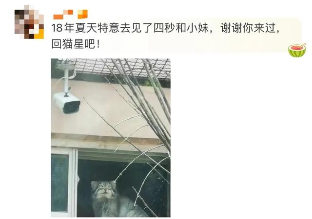 网红兔狲“狲思邈”意外死亡!网友:难过,还没来得及去看看它休闲区蓝鸢梦想 - Www.slyday.coM 网红兔狲“狲思邈”意外死亡!网友:难过,还没来得及去看看它休闲区蓝鸢梦想 - Www.slyday.coM