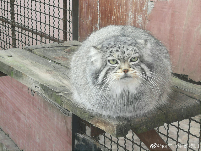 网红兔狲“狲思邈”意外死亡!网友:难过,还没来得及去看看它休闲区蓝鸢梦想 - Www.slyday.coM 网红兔狲“狲思邈”意外死亡!网友:难过,还没来得及去看看它休闲区蓝鸢梦想 - Www.slyday.coM