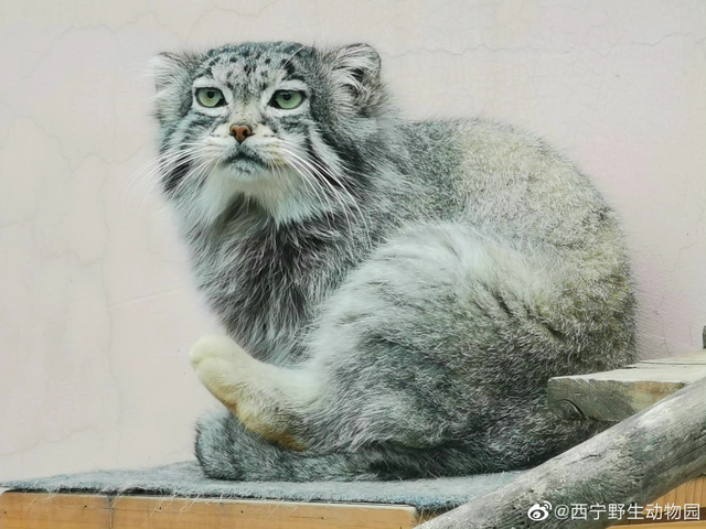 网红兔狲“狲思邈”意外死亡!网友:难过,还没来得及去看看它休闲区蓝鸢梦想 - Www.slyday.coM 网红兔狲“狲思邈”意外死亡!网友:难过,还没来得及去看看它休闲区蓝鸢梦想 - Www.slyday.coM