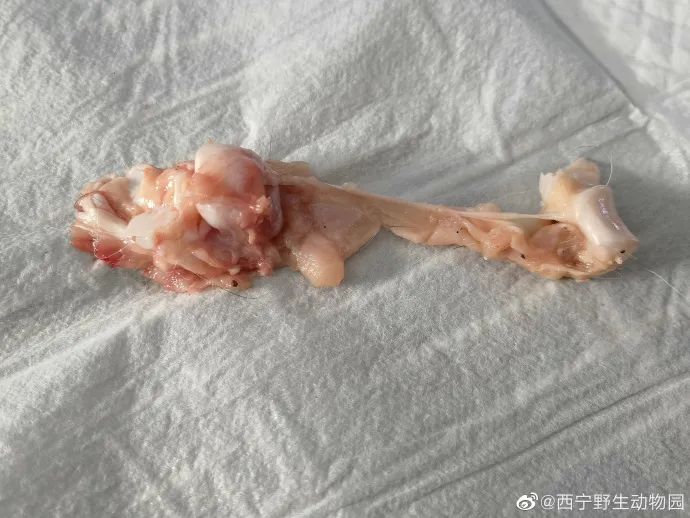 网红“狲思邈”,意外死亡休闲区蓝鸢梦想 - Www.slyday.coM 网红“狲思邈”,意外死亡休闲区蓝鸢梦想 - Www.slyday.coM