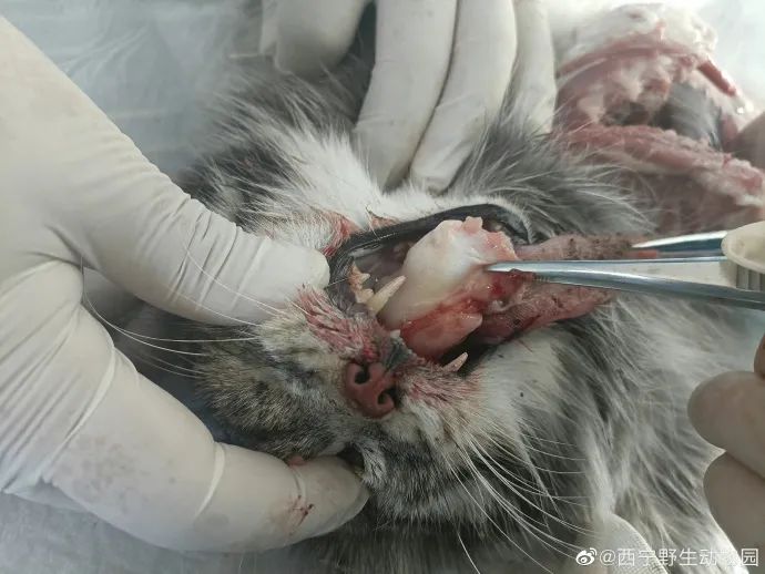 网红“狲思邈”,意外死亡休闲区蓝鸢梦想 - Www.slyday.coM 网红“狲思邈”,意外死亡休闲区蓝鸢梦想 - Www.slyday.coM