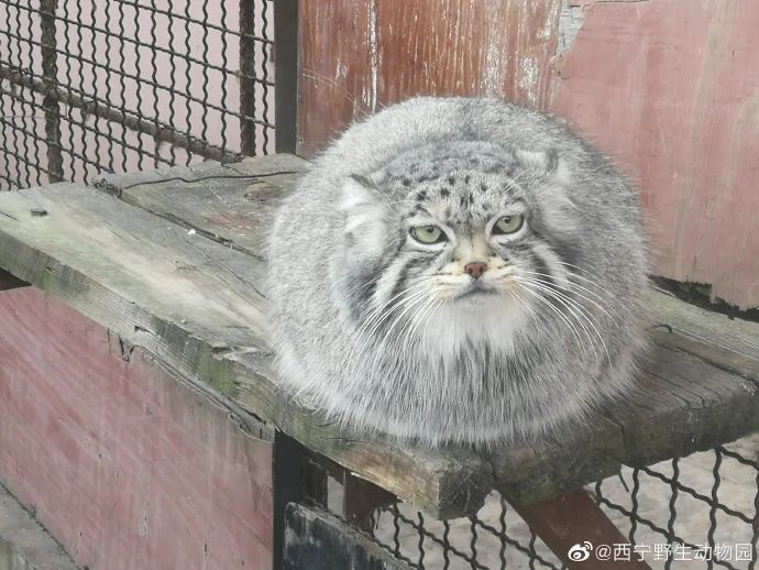 网红“狲思邈”,意外死亡休闲区蓝鸢梦想 - Www.slyday.coM 网红“狲思邈”,意外死亡休闲区蓝鸢梦想 - Www.slyday.coM