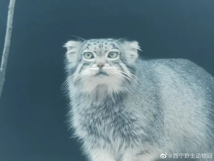 网红“狲思邈”,意外死亡休闲区蓝鸢梦想 - Www.slyday.coM 网红“狲思邈”,意外死亡休闲区蓝鸢梦想 - Www.slyday.coM