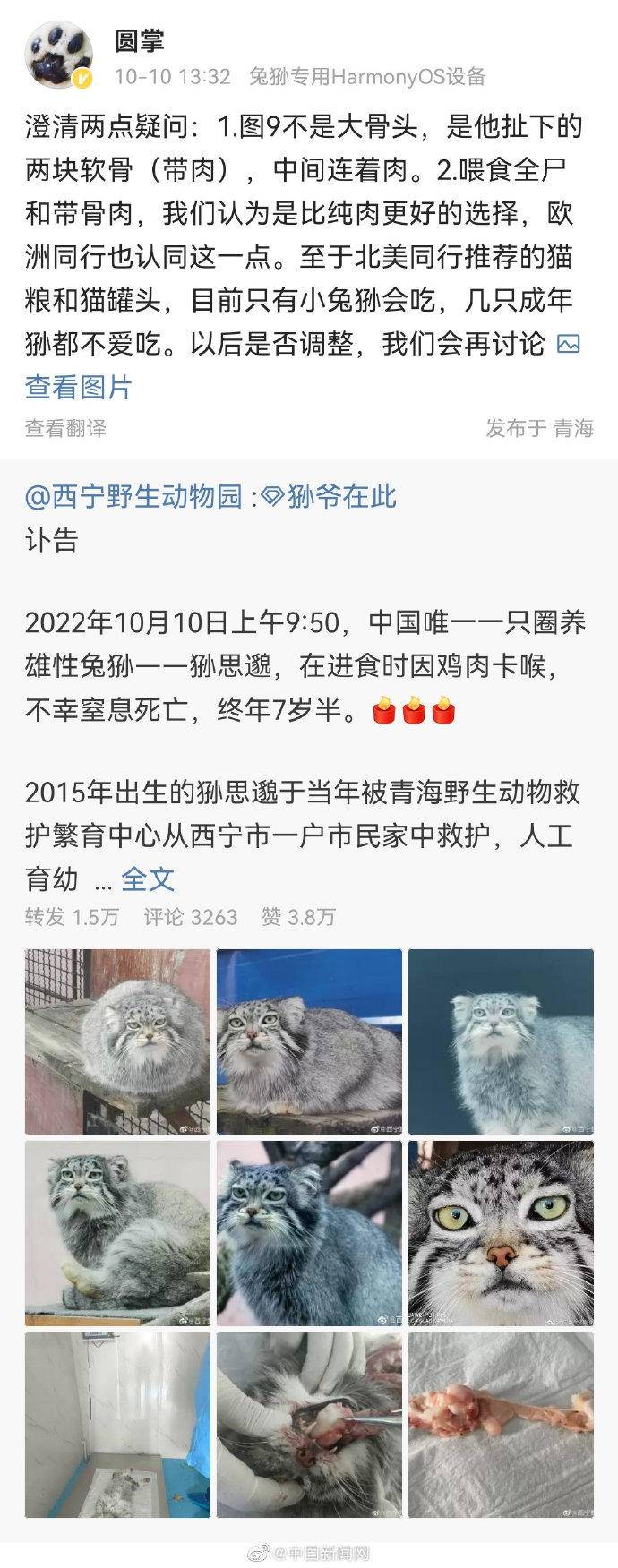 为何喂食带骨肉?副园长回应网红兔狲“狲思邈”意外死亡休闲区蓝鸢梦想 - Www.slyday.coM 为何喂食带骨肉?副园长回应网红兔狲“狲思邈”意外死亡休闲区蓝鸢梦想 - Www.slyday.coM