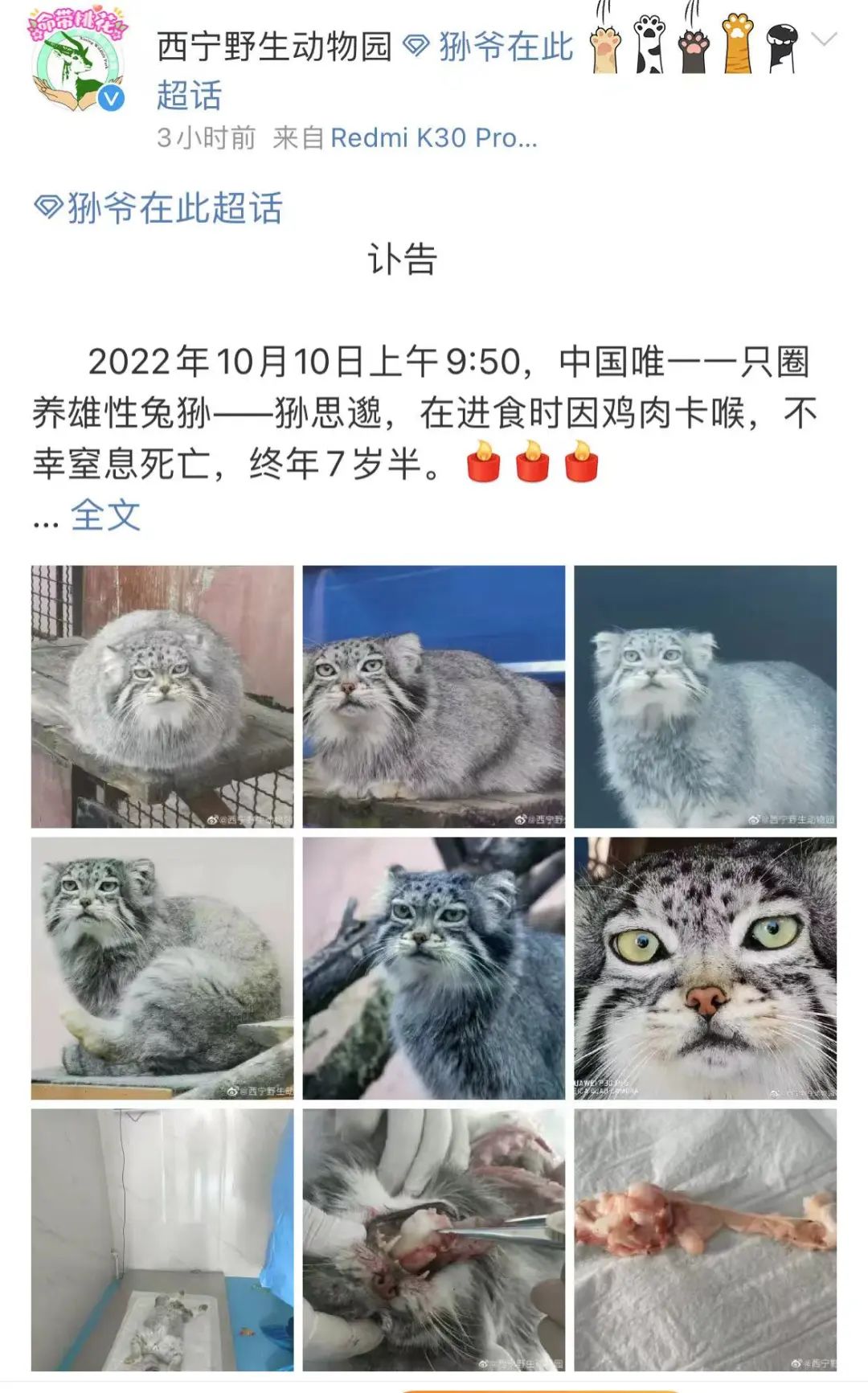 网红“狲思邈”意外死亡,专家澄清→休闲区蓝鸢梦想 - Www.slyday.coM 网红“狲思邈”意外死亡,专家澄清→休闲区蓝鸢梦想 - Www.slyday.coM