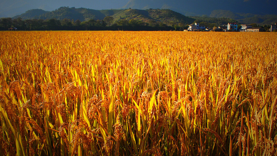 金色秋天大丰收 15dc-8c140a4154dcc17f181b0750525fb706.jpg