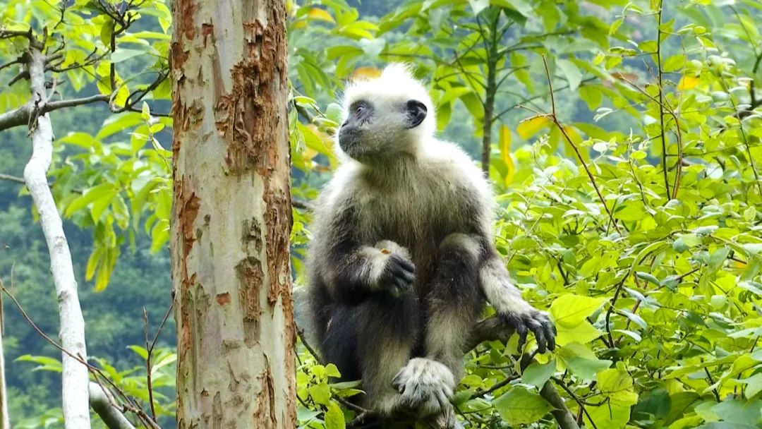 与国家级“大咖”——白头叶猴做邻居原来是这种体验……休闲区蓝鸢梦想 - Www.slyday.coM 与国家级“大咖”——白头叶猴做邻居原来是这种体验……休闲区蓝鸢梦想 - Www.slyday.coM