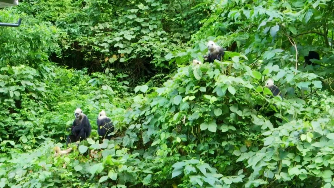 与国家级“大咖”——白头叶猴做邻居原来是这种体验……休闲区蓝鸢梦想 - Www.slyday.coM 与国家级“大咖”——白头叶猴做邻居原来是这种体验……休闲区蓝鸢梦想 - Www.slyday.coM