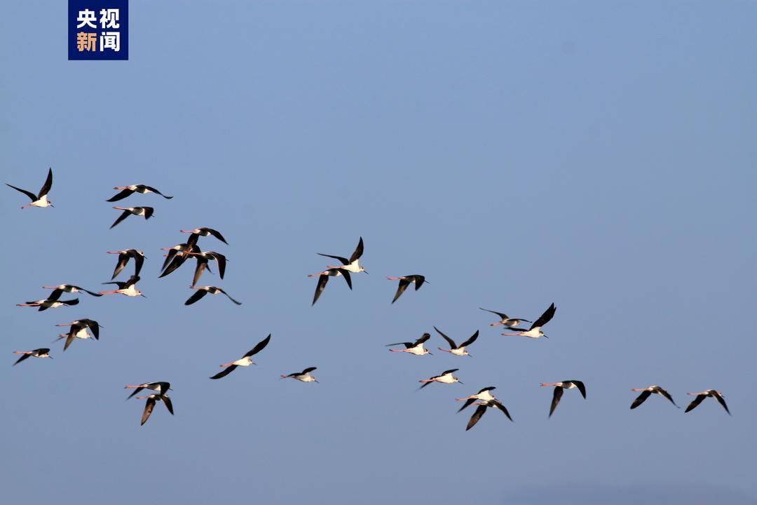今年首批冬候鸟已经陆续抵达海南越冬休闲区蓝鸢梦想 - Www.slyday.coM 今年首批冬候鸟已经陆续抵达海南越冬休闲区蓝鸢梦想 - Www.slyday.coM