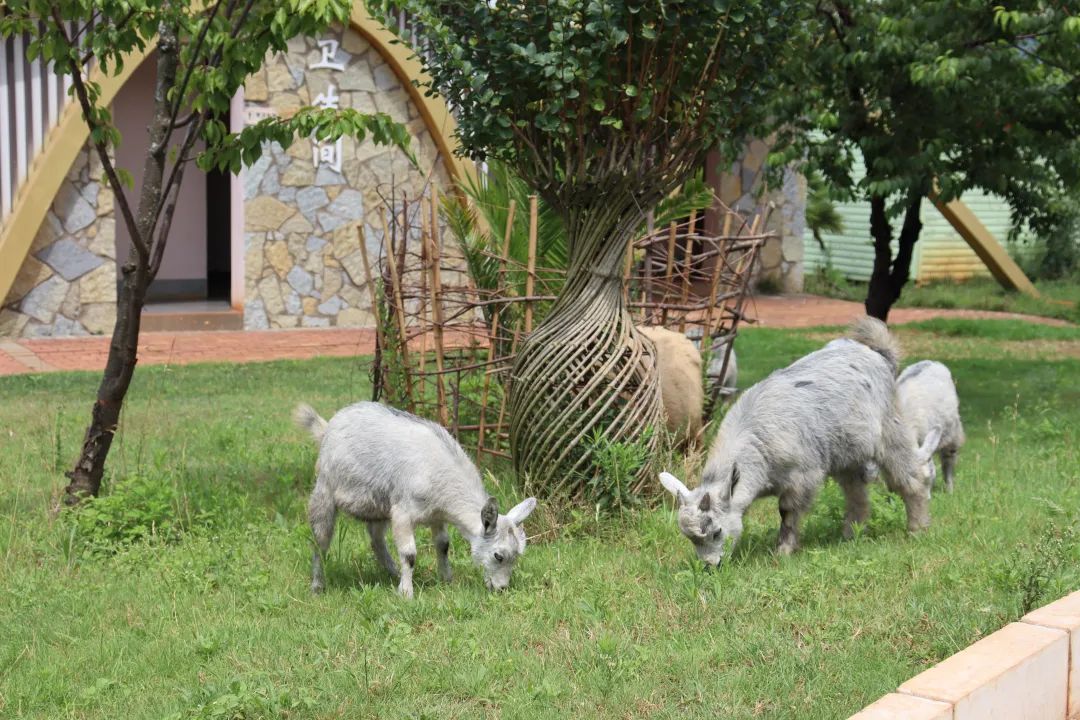 不出昆明人均100+就能拥有的快乐:轻奢露营+BBQ+萌宠+花式娱乐项目休闲区蓝鸢梦想 - Www.slyday.coM 不出昆明人均100+就能拥有的快乐:轻奢露营+BBQ+萌宠+花式娱乐项目休闲区蓝鸢梦想 - Www.slyday.coM
