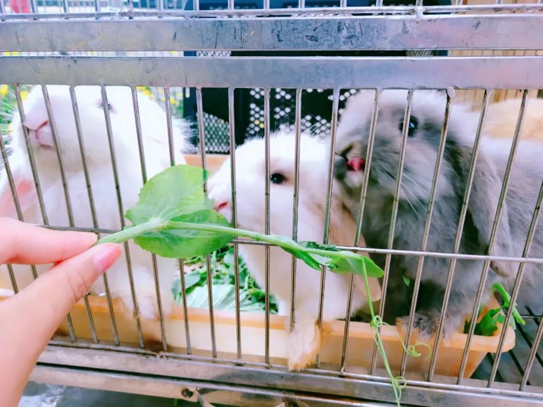 不出昆明人均100+就能拥有的快乐:轻奢露营+BBQ+萌宠+花式娱乐项目休闲区蓝鸢梦想 - Www.slyday.coM 不出昆明人均100+就能拥有的快乐:轻奢露营+BBQ+萌宠+花式娱乐项目休闲区蓝鸢梦想 - Www.slyday.coM