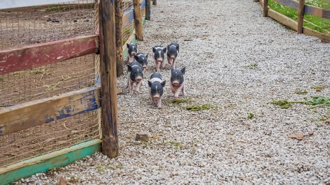 不出昆明人均100+就能拥有的快乐:轻奢露营+BBQ+萌宠+花式娱乐项目休闲区蓝鸢梦想 - Www.slyday.coM 不出昆明人均100+就能拥有的快乐:轻奢露营+BBQ+萌宠+花式娱乐项目休闲区蓝鸢梦想 - Www.slyday.coM