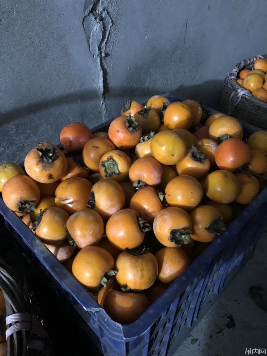 萧山多名网友家里柿子成堆了!这价格,居然还卖不动?休闲区蓝鸢梦想 - Www.slyday.coM 萧山多名网友家里柿子成堆了!这价格,居然还卖不动?休闲区蓝鸢梦想 - Www.slyday.coM