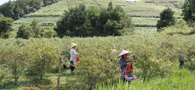 乡村振兴在贵州休闲区蓝鸢梦想 - Www.slyday.coM 乡村振兴在贵州休闲区蓝鸢梦想 - Www.slyday.coM