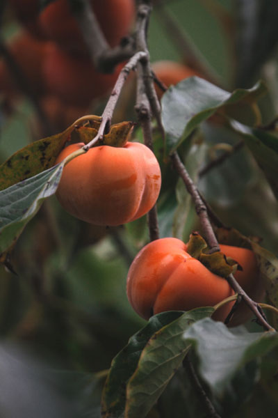 红红火火的柿子熟了......休闲区蓝鸢梦想 - Www.slyday.coM 红红火火的柿子熟了......休闲区蓝鸢梦想 - Www.slyday.coM