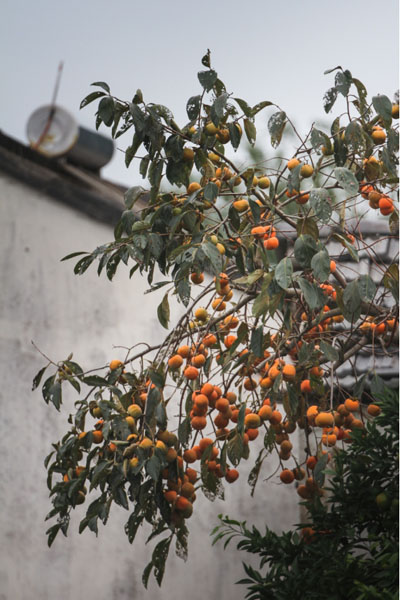 红红火火的柿子熟了......休闲区蓝鸢梦想 - Www.slyday.coM 红红火火的柿子熟了......休闲区蓝鸢梦想 - Www.slyday.coM