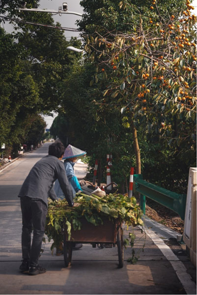 红红火火的柿子熟了......休闲区蓝鸢梦想 - Www.slyday.coM 红红火火的柿子熟了......休闲区蓝鸢梦想 - Www.slyday.coM
