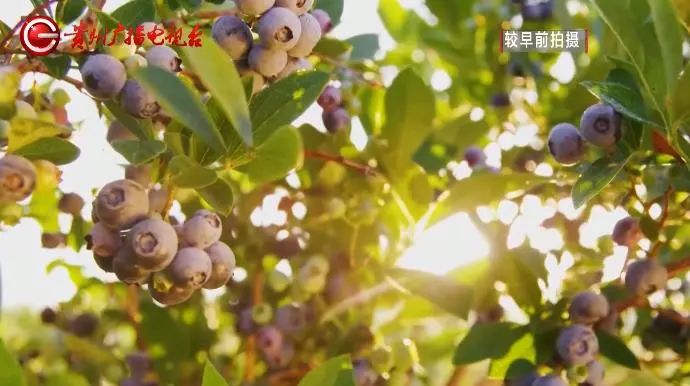 乡村振兴在贵州休闲区蓝鸢梦想 - Www.slyday.coM 乡村振兴在贵州休闲区蓝鸢梦想 - Www.slyday.coM