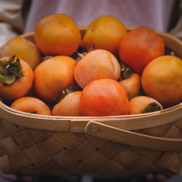 红红火火的柿子熟了......休闲区蓝鸢梦想 - Www.slyday.coM 红红火火的柿子熟了......休闲区蓝鸢梦想 - Www.slyday.coM