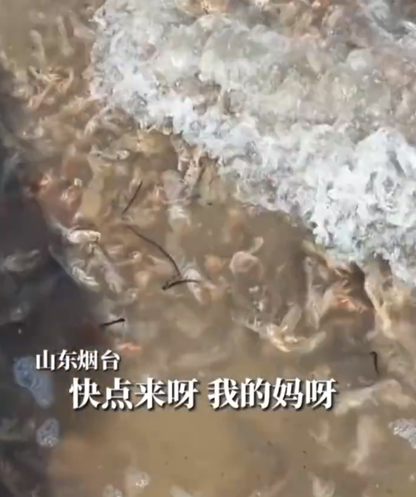 这两天,青岛人被5条热搜急红了眼!指着家门口的大海一通抱怨:你欠我们每个人500斤海鲜休闲区蓝鸢梦想 - Www.slyday.coM 这两天,青岛人被5条热搜急红了眼!指着家门口的大海一通抱怨:你欠我们每个人500斤海鲜休闲区蓝鸢梦想 - Www.slyday.coM