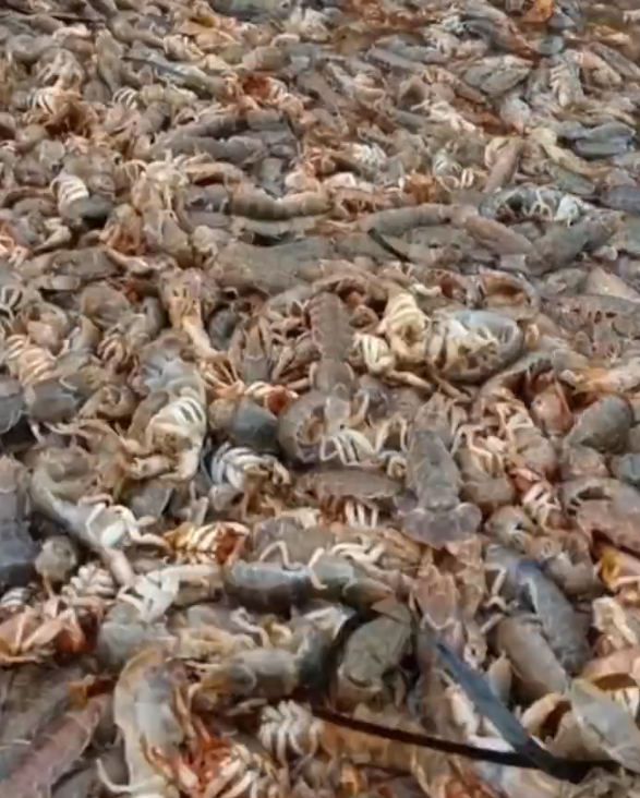 这两天,青岛人被5条热搜急红了眼!指着家门口的大海一通抱怨:你欠我们每个人500斤海鲜休闲区蓝鸢梦想 - Www.slyday.coM 这两天,青岛人被5条热搜急红了眼!指着家门口的大海一通抱怨:你欠我们每个人500斤海鲜休闲区蓝鸢梦想 - Www.slyday.coM