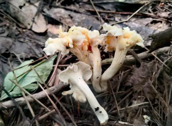 从“吃货三问”到“爬树测高”,敬畏自然才是最终的落脚休闲区蓝鸢梦想 - Www.slyday.coM 从“吃货三问”到“爬树测高”,敬畏自然才是最终的落脚休闲区蓝鸢梦想 - Www.slyday.coM