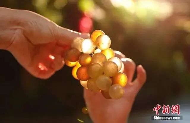 10岁已成国家级非遗传承人是怎样的体验?北京这名小学生告诉你……休闲区蓝鸢梦想 - Www.slyday.coM 10岁已成国家级非遗传承人是怎样的体验?北京这名小学生告诉你……休闲区蓝鸢梦想 - Www.slyday.coM