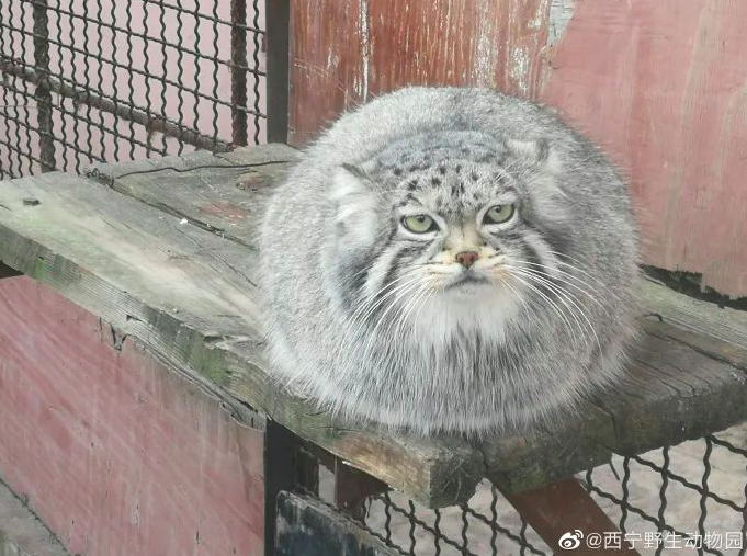 从“吃货三问”到“爬树测高”,敬畏自然才是最终的落脚休闲区蓝鸢梦想 - Www.slyday.coM 从“吃货三问”到“爬树测高”,敬畏自然才是最终的落脚休闲区蓝鸢梦想 - Www.slyday.coM