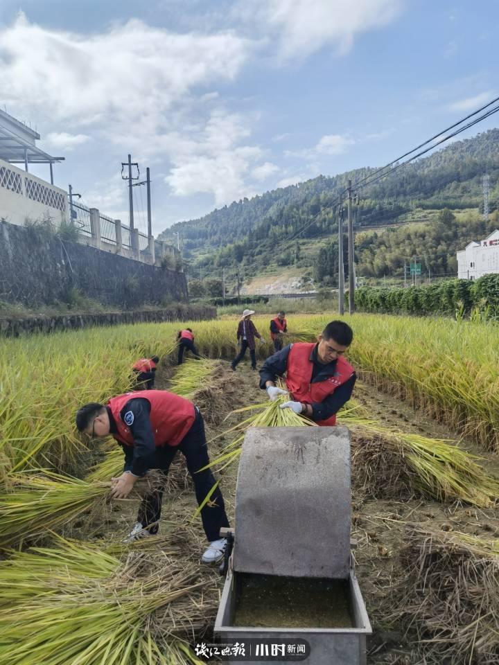找不到人手收割稻谷,永安老兵助农秋收休闲区蓝鸢梦想 - Www.slyday.coM 找不到人手收割稻谷,永安老兵助农秋收休闲区蓝鸢梦想 - Www.slyday.coM