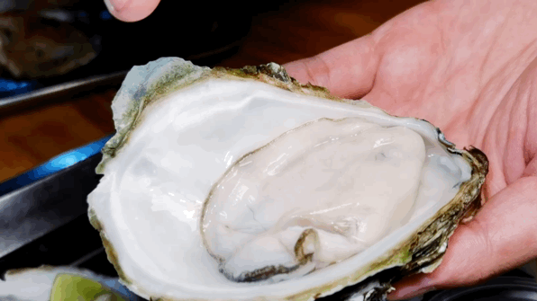 一口入魂的湛江带壳生蚝堆成山!今晚八点半,就在广西玉林这家店!休闲区蓝鸢梦想 - Www.slyday.coM 一口入魂的湛江带壳生蚝堆成山!今晚八点半,就在广西玉林这家店!休闲区蓝鸢梦想 - Www.slyday.coM