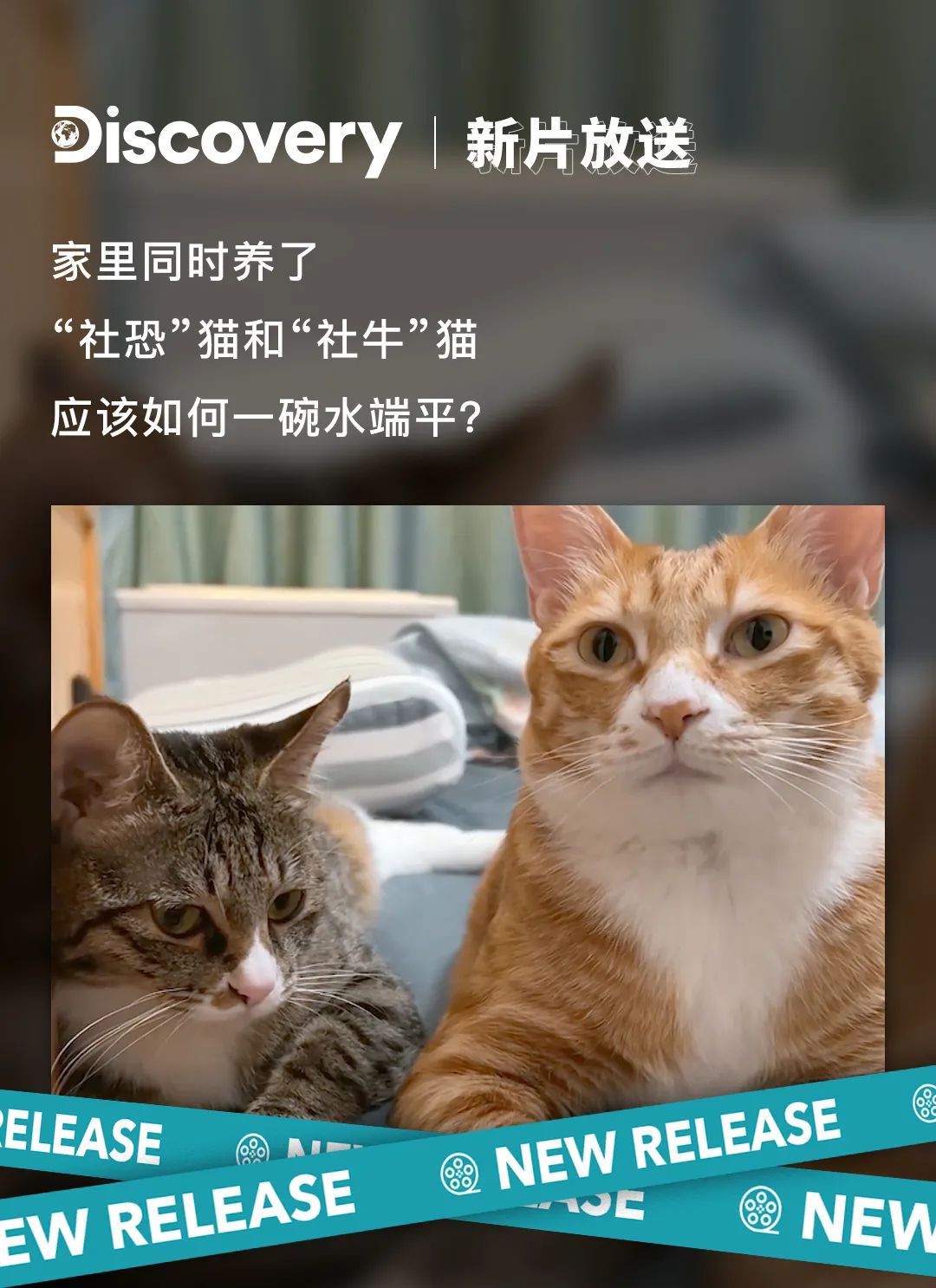 当你养了两只爱拆家的猫咪……休闲区蓝鸢梦想 - Www.slyday.coM 当你养了两只爱拆家的猫咪……休闲区蓝鸢梦想 - Www.slyday.coM