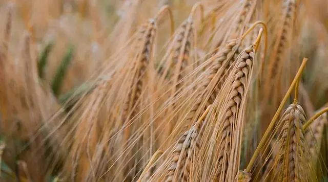 这个欧包才是减脂人该吃的面包!休闲区蓝鸢梦想 - Www.slyday.coM 这个欧包才是减脂人该吃的面包!休闲区蓝鸢梦想 - Www.slyday.coM