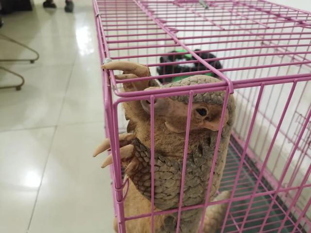 野生动物闯入工地,警民上演放生接力休闲区蓝鸢梦想 - Www.slyday.coM 野生动物闯入工地,警民上演放生接力休闲区蓝鸢梦想 - Www.slyday.coM