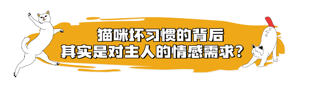 当你养了两只爱拆家的猫咪……休闲区蓝鸢梦想 - Www.slyday.coM 当你养了两只爱拆家的猫咪……休闲区蓝鸢梦想 - Www.slyday.coM
