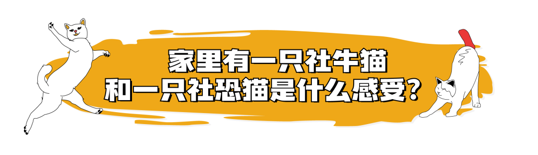 当你养了两只爱拆家的猫咪……休闲区蓝鸢梦想 - Www.slyday.coM 当你养了两只爱拆家的猫咪……休闲区蓝鸢梦想 - Www.slyday.coM