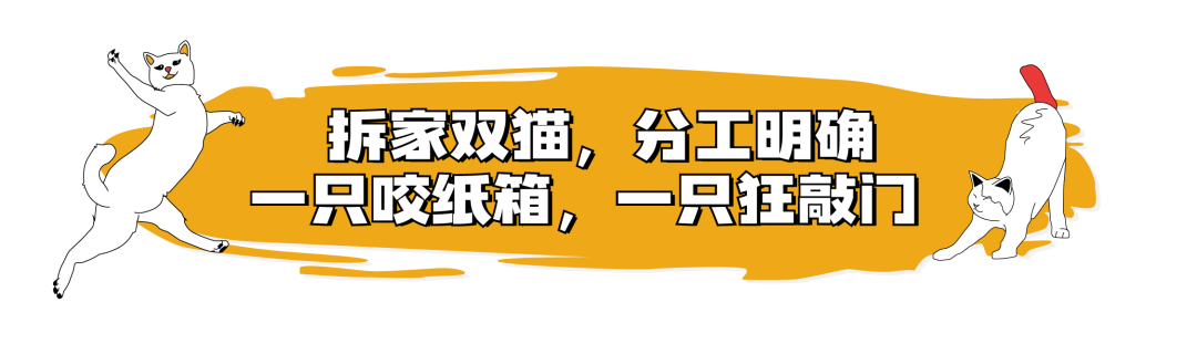 当你养了两只爱拆家的猫咪……休闲区蓝鸢梦想 - Www.slyday.coM 当你养了两只爱拆家的猫咪……休闲区蓝鸢梦想 - Www.slyday.coM
