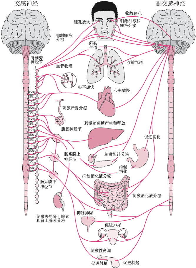 很多人对健康的理解,其实是错误的休闲区蓝鸢梦想 - Www.slyday.coM 很多人对健康的理解,其实是错误的休闲区蓝鸢梦想 - Www.slyday.coM