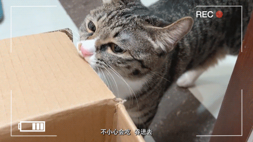 当你养了两只爱拆家的猫咪……休闲区蓝鸢梦想 - Www.slyday.coM 当你养了两只爱拆家的猫咪……休闲区蓝鸢梦想 - Www.slyday.coM