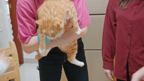 当你养了两只爱拆家的猫咪……休闲区蓝鸢梦想 - Www.slyday.coM 当你养了两只爱拆家的猫咪……休闲区蓝鸢梦想 - Www.slyday.coM