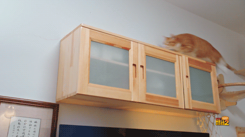 当你养了两只爱拆家的猫咪……休闲区蓝鸢梦想 - Www.slyday.coM 当你养了两只爱拆家的猫咪……休闲区蓝鸢梦想 - Www.slyday.coM