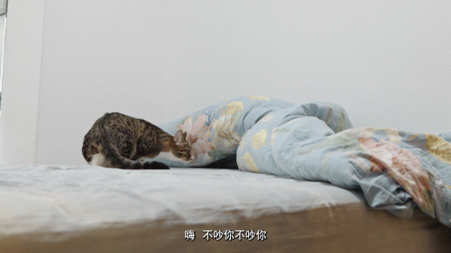 当你养了两只爱拆家的猫咪……休闲区蓝鸢梦想 - Www.slyday.coM 当你养了两只爱拆家的猫咪……休闲区蓝鸢梦想 - Www.slyday.coM