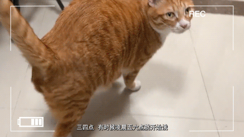 当你养了两只爱拆家的猫咪……休闲区蓝鸢梦想 - Www.slyday.coM 当你养了两只爱拆家的猫咪……休闲区蓝鸢梦想 - Www.slyday.coM