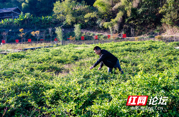 美了美了!集合起沅陵美丽村寨图景,这是现代乡村的发展“样本”吧休闲区蓝鸢梦想 - Www.slyday.coM 美了美了!集合起沅陵美丽村寨图景,这是现代乡村的发展“样本”吧休闲区蓝鸢梦想 - Www.slyday.coM