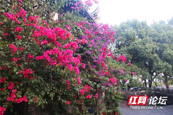 这是不是唐诗里的画面?永州城的三角梅美翻了休闲区蓝鸢梦想 - Www.slyday.coM 这是不是唐诗里的画面?永州城的三角梅美翻了休闲区蓝鸢梦想 - Www.slyday.coM