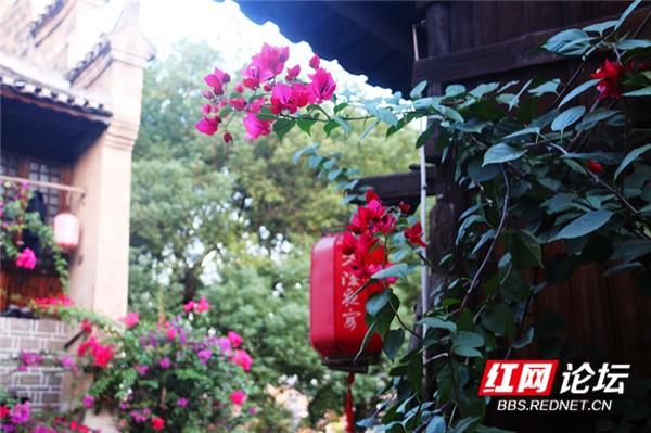 这是不是唐诗里的画面?永州城的三角梅美翻了休闲区蓝鸢梦想 - Www.slyday.coM 这是不是唐诗里的画面?永州城的三角梅美翻了休闲区蓝鸢梦想 - Www.slyday.coM