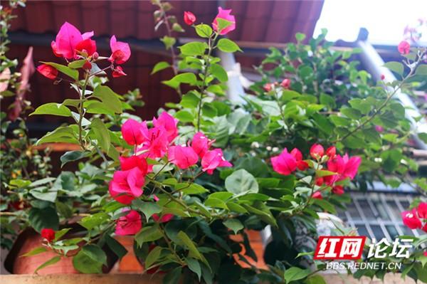 这是不是唐诗里的画面?永州城的三角梅美翻了休闲区蓝鸢梦想 - Www.slyday.coM 这是不是唐诗里的画面?永州城的三角梅美翻了休闲区蓝鸢梦想 - Www.slyday.coM