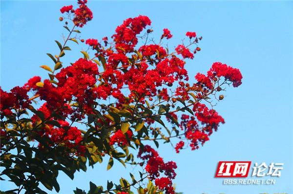 这是不是唐诗里的画面?永州城的三角梅美翻了休闲区蓝鸢梦想 - Www.slyday.coM 这是不是唐诗里的画面?永州城的三角梅美翻了休闲区蓝鸢梦想 - Www.slyday.coM