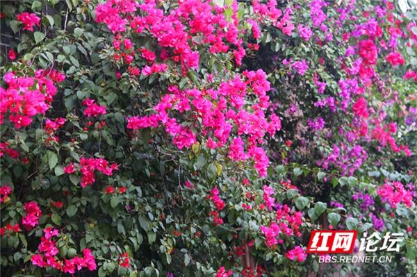 这是不是唐诗里的画面?永州城的三角梅美翻了休闲区蓝鸢梦想 - Www.slyday.coM 这是不是唐诗里的画面?永州城的三角梅美翻了休闲区蓝鸢梦想 - Www.slyday.coM