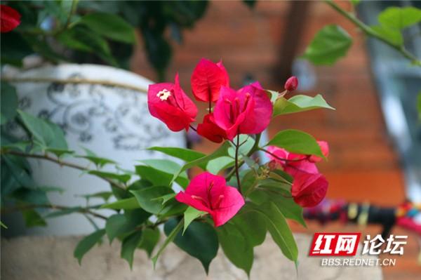 这是不是唐诗里的画面?永州城的三角梅美翻了休闲区蓝鸢梦想 - Www.slyday.coM 这是不是唐诗里的画面?永州城的三角梅美翻了休闲区蓝鸢梦想 - Www.slyday.coM