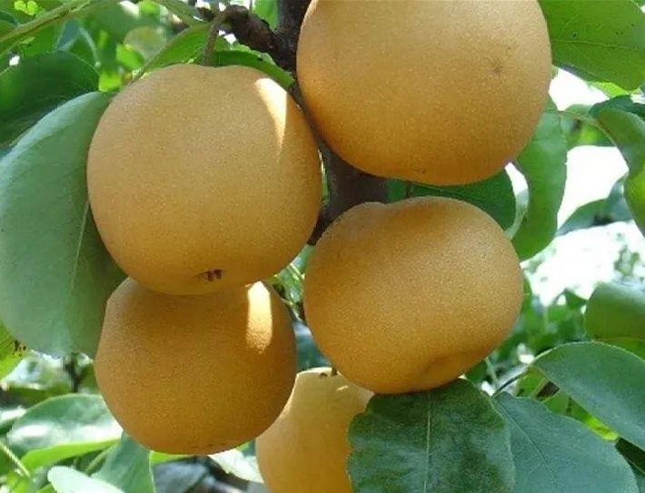 冲上热搜!它正当红,但一天吃最好别超过…休闲区蓝鸢梦想 - Www.slyday.coM 冲上热搜!它正当红,但一天吃最好别超过…休闲区蓝鸢梦想 - Www.slyday.coM